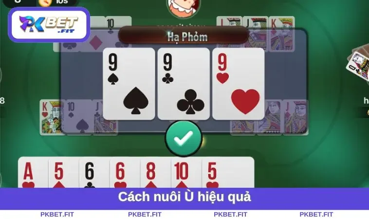Cách nuôi Ù hiệu quả